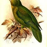 Andean Parakeet / Bolborhynchus orbygnesius