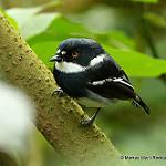 Rwenzori Batis / Batis diops