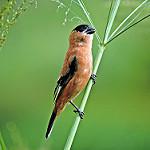 Copper Seedeater / Sporophila bouvreuil