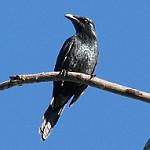 Молуккский скворец / Aplonis mysolensis
