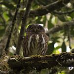 Cloud-forest Pygmy Owl / Glaucidium nubicola