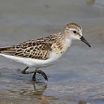 Кулик-воробей / Calidris minuta