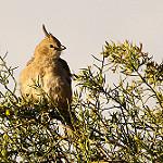 Chirruping Wedgebill / Psophodes cristatus
