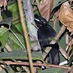 Black Bushbird / Neoctantes niger