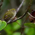 Hangnest Tody-Tyrant / Hemitriccus nidipendulus