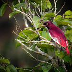 Pompadour Cotinga / Xipholena punicea