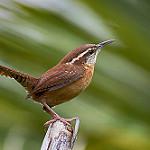 Carolina Wren / Thryothorus ludovicianus