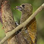 Varzea Piculet / Picumnus varzeae