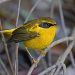 Golden Bush Robin / Tarsiger chrysaeus