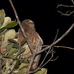 Малая иглоногая сова / Ninox sumbaensis