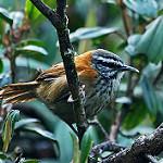 Inca Wren / Pheugopedius eisenmanni