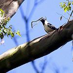 Сулавесская ворона / Corvus typicus