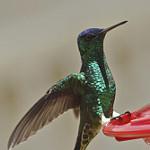 Indigo-capped Hummingbird / Saucerottia cyanifrons