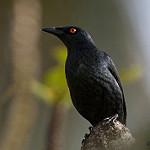 Певчий скворец / Aplonis cantoroides