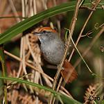 Bahia Spinetail / Synallaxis cinerea
