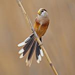 Тростниковая сутора / Paradoxornis heudei