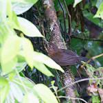 Коричневогорлый лесовик / Clibanornis rubiginosus