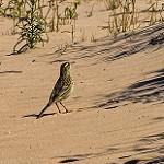 Brown Songlark / Cincloramphus cruralis