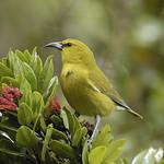 Kauai Amakihi / Chlorodrepanis stejnegeri