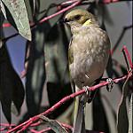 Fuscous Honeyeater / Ptilotula fusca
