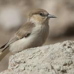 Тибетская ложносойка, земляная синица / Pseudopodoces humilis