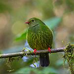 Green-and-black Fruiteater / Pipreola riefferii
