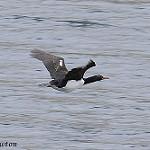 Campbell Shag / Leucocarbo campbelli