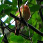 Grey-cheeked Nunlet / Nonnula frontalis