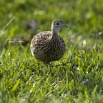 Darwin's Nothura / Nothura darwinii
