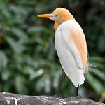 Коровья цапля / Ardea coromanda