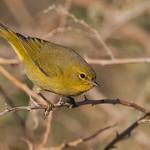 Orange-crowned Warbler / Leiothlypis celata