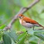 Cinnamon Ibon / Hypocryptadius cinnamomeus