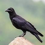 Индийская ворона / Corvus culminatus