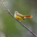Erythrocercidae фото
