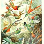 Buff-tailed Sicklebill / Eutoxeres condamini