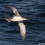 Балеарский буревестник / Puffinus mauretanicus