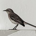 Тропический пересмешник / Mimus gilvus