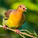 Cinnamon-headed Green Pigeon / Treron fulvicollis