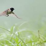 Рыжешейная овсянка / Emberiza yessoensis