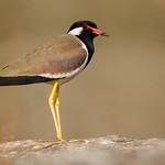 Red-wattled Lapwing / Vanellus indicus