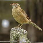Анумби / Anumbius annumbi