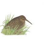 Новозеландский хакавай / Coenocorypha iredalei