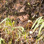 Swallow-tailed Nightjar / Uropsalis segmentata
