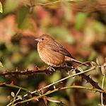 Blanford's Rosefinch / Agraphospiza rubescens