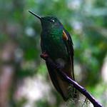 Sapphire-vented Puffleg / Eriocnemis luciani