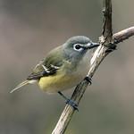 Сероголовый виреон / Vireo solitarius