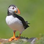 Тупик / Fratercula arctica