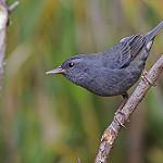 Peg-billed Finch / Acanthidops bairdi