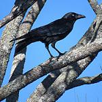 Сахульская ворона / Corvus orru