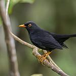 Блестящий дрозд / Turdus serranus